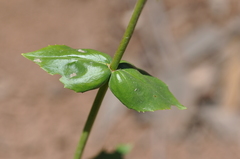 Penstemon subserratus