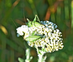 Poecilimon macedonicus