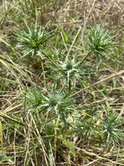 Eryngium hookeri