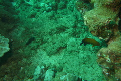 Centropyge potteri