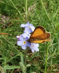 Isturgia limbaria