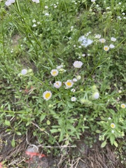 Erigeron