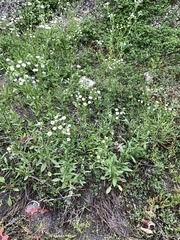 Erigeron
