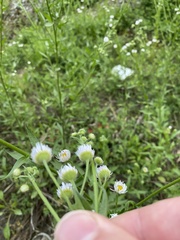 Erigeron