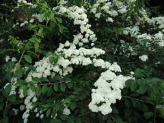Spiraea trichocarpa
