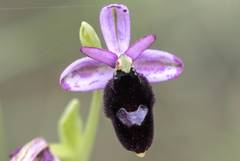Ophrys bertolonii balearica