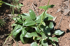 Penstemon subserratus