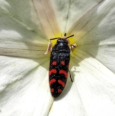 Acmaeodera pulchra