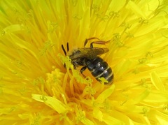 Andrena tarsata