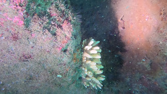 Polymastia pachymastia