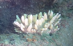 Polymastia pachymastia