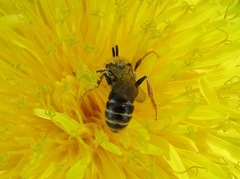 Andrena tarsata