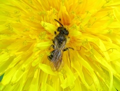 Andrena tarsata