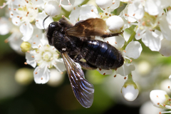 Andrena pilipes