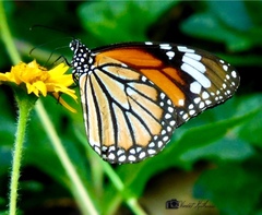 Danaus genutia