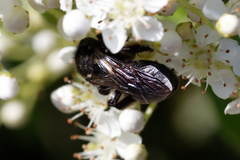 Andrena pilipes