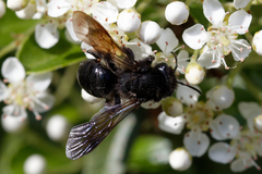 Andrena pilipes