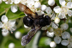 Andrena pilipes