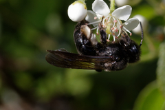 Andrena pilipes