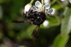 Andrena pilipes