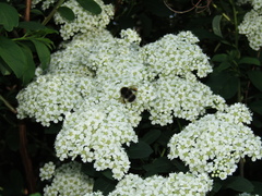 Spiraea trichocarpa