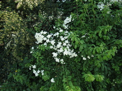 Spiraea trichocarpa