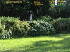 Spiraea trichocarpa