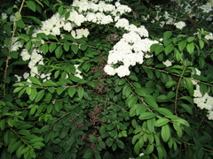 Spiraea trichocarpa