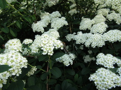 Spiraea trichocarpa
