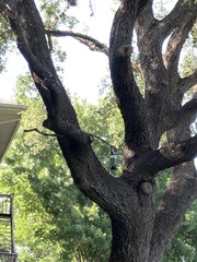 Baeolophus atricristatus