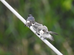 Tachycineta albilinea