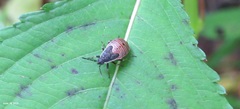 Pyrrhocoris