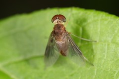 Chrysopilus quadratus