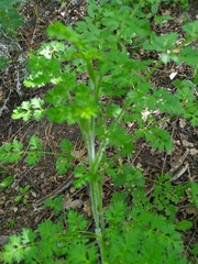 Silphiodaucus hispidus