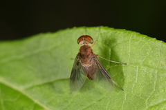 Chrysopilus quadratus