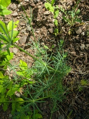 Galium xeroticum