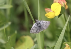 Metaxmeste phrygialis