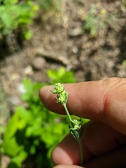 Galium xeroticum