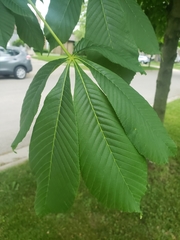 Aesculus hippocastanum