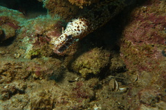 Enchelycore pardalis