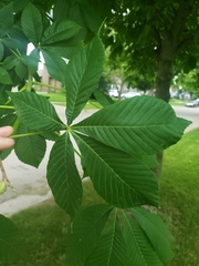 Aesculus hippocastanum