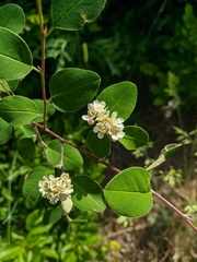Cotoneaster tauricus