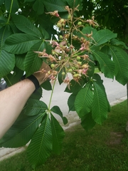 Aesculus hippocastanum