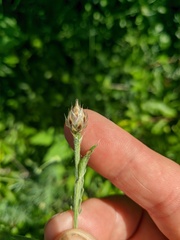 Centaurea caprina