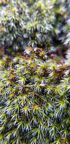 Image of Grimmia Dry Rock Moss by no rights reserved