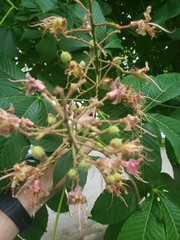 Aesculus hippocastanum