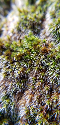 Image of Grimmia Dry Rock Moss by no rights reserved