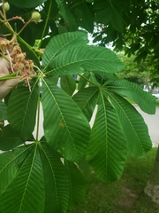 Aesculus hippocastanum
