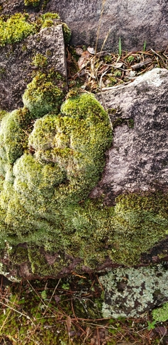 Image of Grimmia Dry Rock Moss by no rights reserved