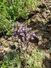 Phelipanche caesia